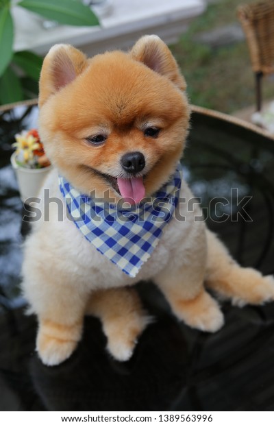 Brown Pomeranian Dog Happy Smile Small Stock Image Download Now