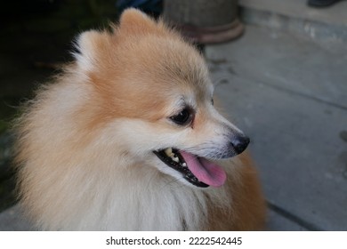 Brown Pomeranian Dog Sticking Out Its Tongue