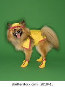 Brown Pomeranian Dog Wearing Rain Gear.