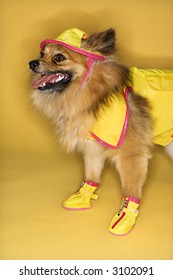 Brown Pomeranian Dog Wearing Rain Gear.