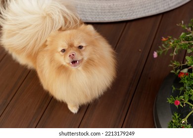 Brown Pomeranian Looking At Camera