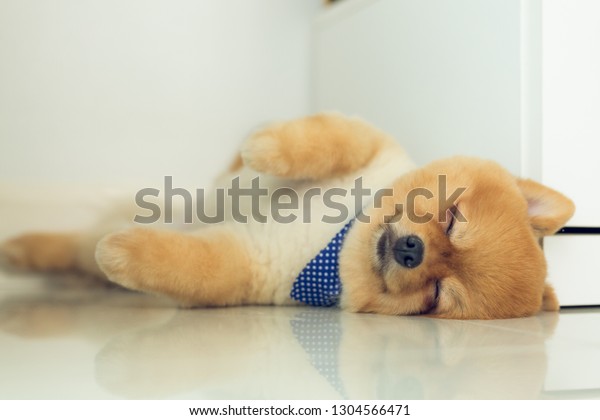 Brown Pomeranian Puppy Dog Grooming Short Stock Photo Edit Now