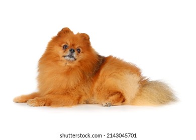 Brown Pomeranian Spitz Dog Isolated On White 