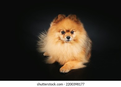 Brown Pomeranian Spitz On Black Background 