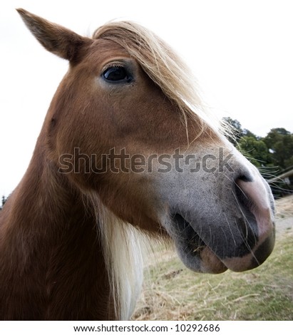 Similar – Image, Stock Photo horse on a meadow!!!