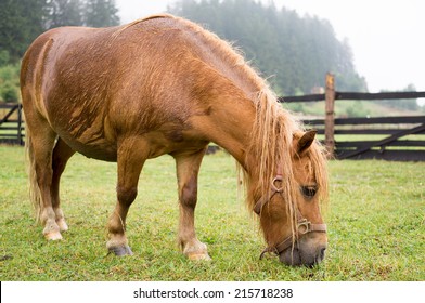 brown pony grazing