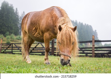 brown pony grazing