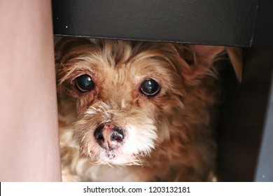 Brown Poodle Dog Hiding Under Table.