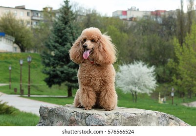 Chó Poodle  Nguồn gốc ngoại hình và cách nuôi chó
