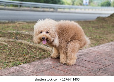 Bộ Sưu Tập 50 Hình Ảnh Chó Poodle Cute Dễ Thương Đẹp Nhất