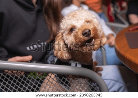 a brown poodle dog sits on a chair and looks into the camera