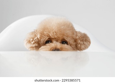 Brown poodle on dining table, clean background, closeup.