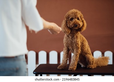 Brown Poodle In Pet House With Dog Trainer