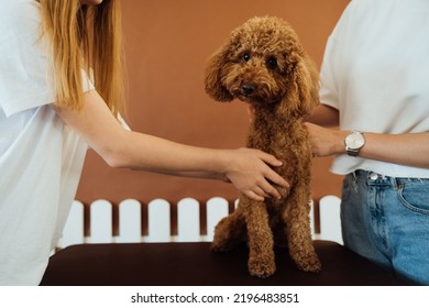 Brown Poodle In Pet House With Dog Trainer