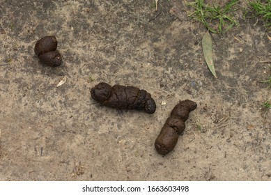 277 Poop droppings scat Images, Stock Photos & Vectors | Shutterstock