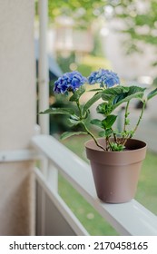 Brown Pot With A Blue Hydrangea Bush On The Balcony