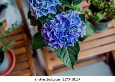 Brown Pot With A Blue Hydrangea Bush On The Balcony