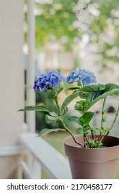 Brown Pot With A Blue Hydrangea Bush On The Balcony