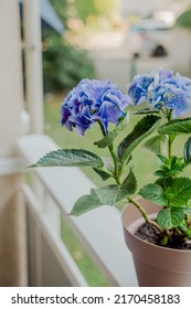 Brown Pot With A Blue Hydrangea Bush On The Balcony