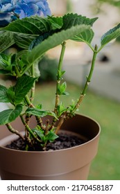 Brown Pot With A Blue Hydrangea Bush On The Balcony