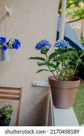 Brown Pot With A Blue Hydrangea Bush On The Balcony