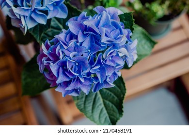 Brown Pot With A Blue Hydrangea Bush On The Balcony