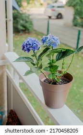 Brown Pot With A Blue Hydrangea Bush On The Balcony