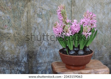 A brown pot of purple and pink Hyacinth in a background of stems on the wall