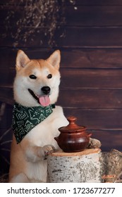 Brown Potty, Shiba Inu Dog On A Stump, On A Rustic Background In The Studio