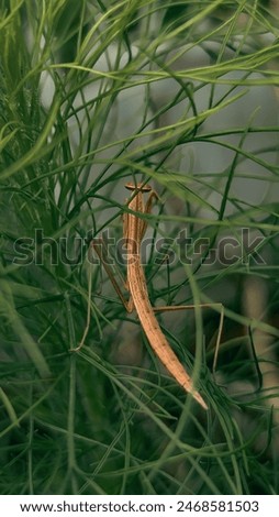The brown praying mantis insect that perches on a tree branch is found in tropical areas of Indonesia