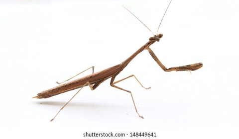 Brown Praying Mantis Isolate On White Stock Photo 148449641 | Shutterstock