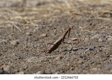 Brown Praying Mantis On Sandy Ground