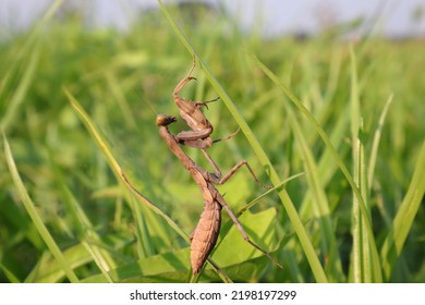 Brown Praying Mantis In The Wild, On Green Leafy Grass, On A Blurred Background.