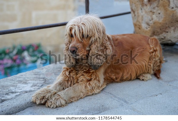 how long is the pregnancy of a cocker spaniel