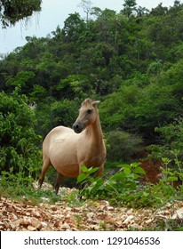 Brown pregnant mare in the forest