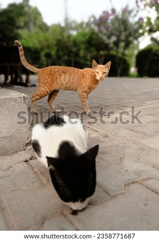 A Brown pretty Cat see in worried pose to a Blackwhite Cat which eats something 