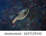 Brown pufferfish off the dropoff in Ellaidhoo, Maldives.