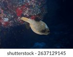Brown pufferfish off the dropoff in Ellaidhoo, Maldives.