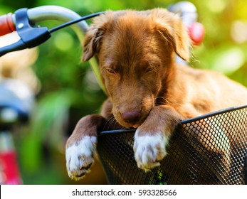 Brown puppy in bicycle basket with sunset light