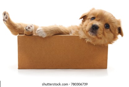 dog with box