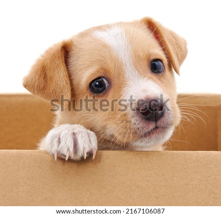 Brown puppy in a box isolated on white background.