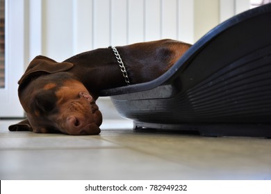 Brown Puppy Doberman Deeply Sleeping