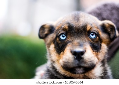 Brown Puppy With Icy Blue Eyes.