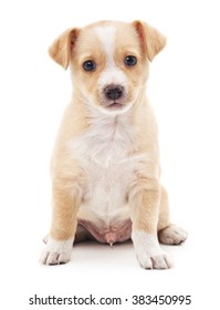 Brown Puppy Isolated On A White Background.