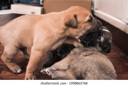 A brown puppy nips on his siblings face. Teething behavior and playful wrestling.