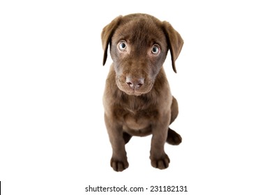 Brown puppy on a white background