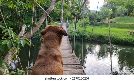 A Brown Puppy Sat With His Back, Facing The Other Side Of The Rope Bridge. To Wait For The Owner On The Other Side 