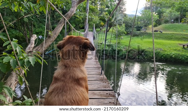 A brown\
puppy sat with his back, facing the other side of the rope bridge.\
to wait for the owner on the other side\
