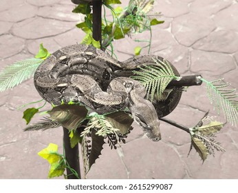 brown python perched on a tree branch