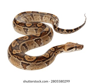 Brown Python Snake Coiled Reptile Isolated on White Background